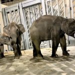 円山動物園、新ゾウ舎オープンで4頭のゾウがついに一般公開!
