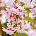 札幌月寒公園、実はしだれ桜や藤棚がみごとな桜の名所だった!