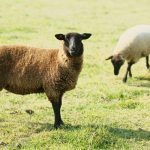 GWは長沼ハイジ牧場へ行って動物とふれあい体験、ジンギスカンも!
